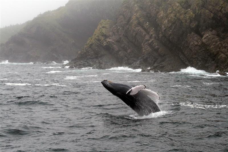 Breaching whale in coastal waters with cliffs in the background